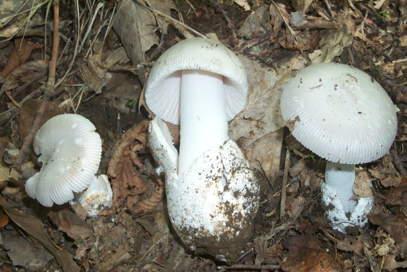 Amanita... datate