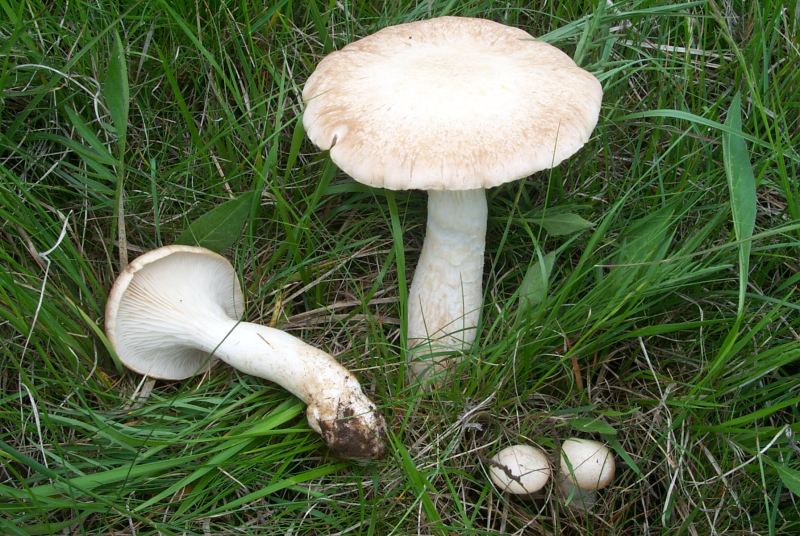 Pleurotus eryngii