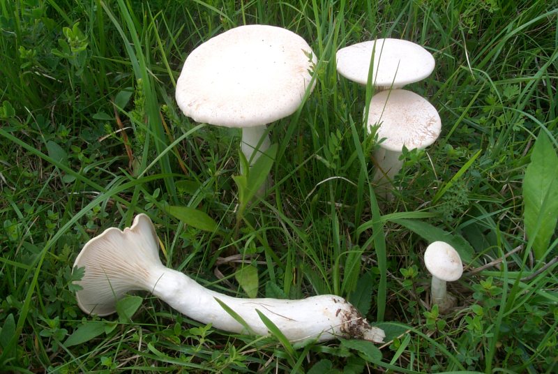 Pleurotus eryngii