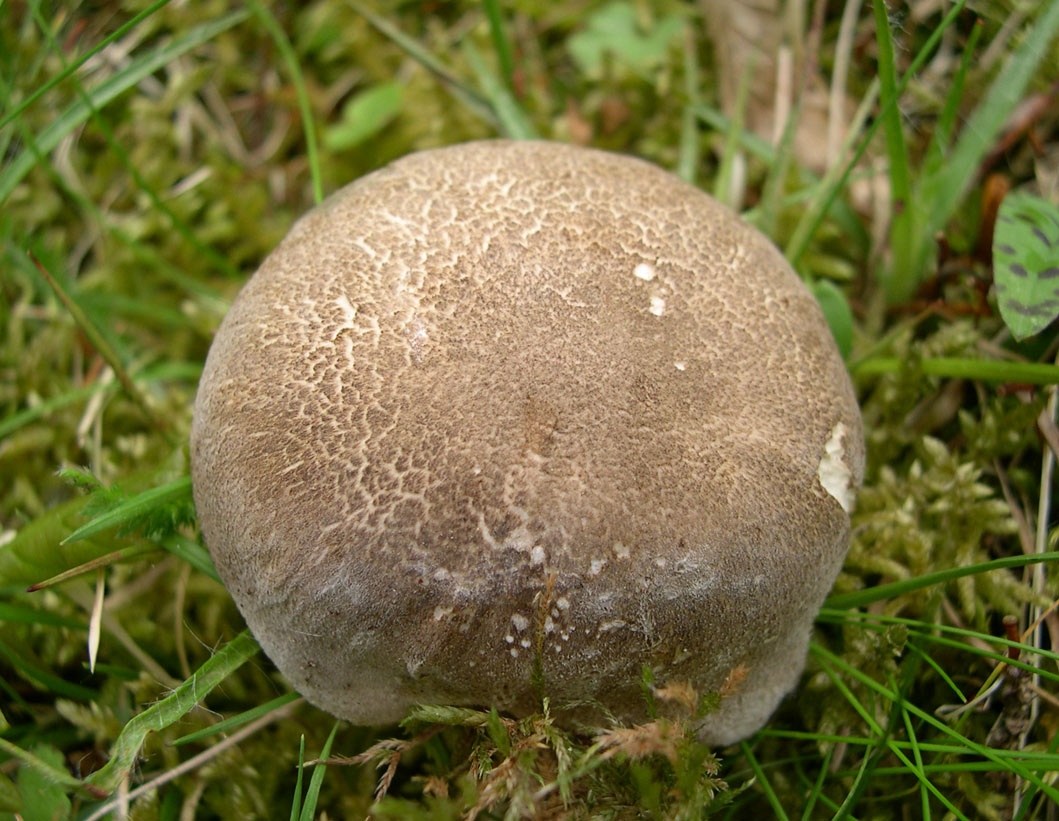 Fungo da determinare (Polyporus ciliatus)