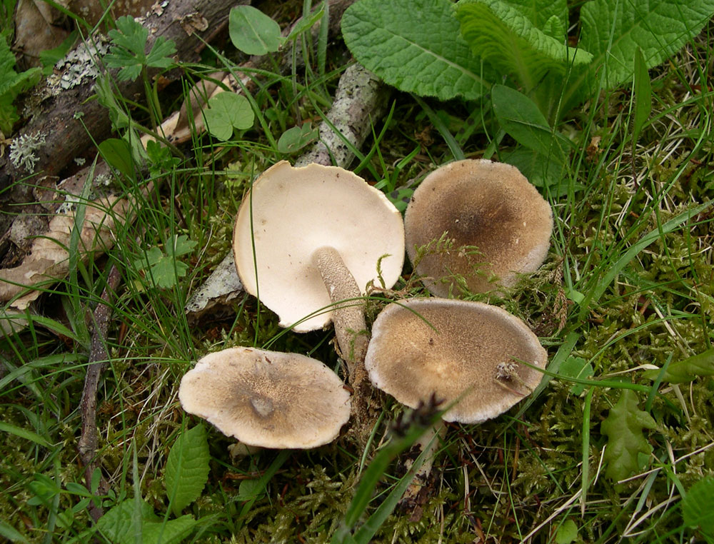 Fungo da determinare (Polyporus ciliatus)