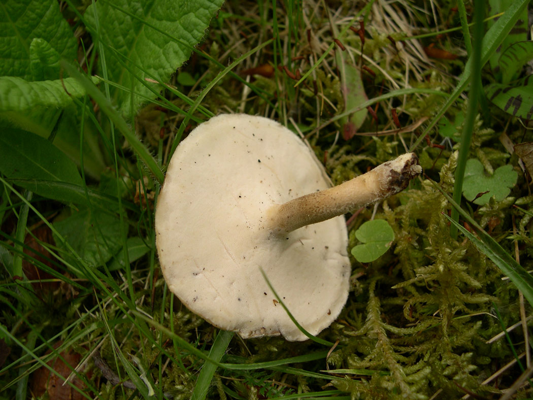 Fungo da determinare (Polyporus ciliatus)