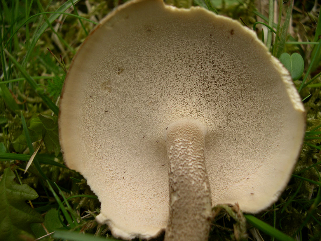 Fungo da determinare (Polyporus ciliatus)