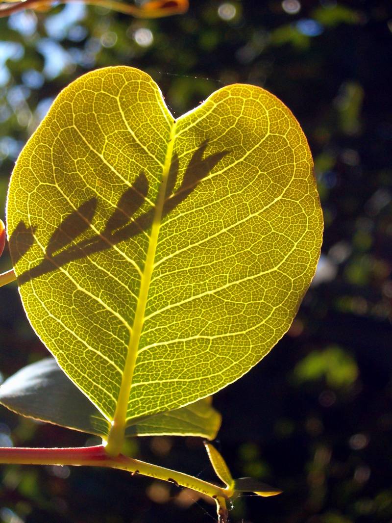 Ceratonia siliqua contro luce