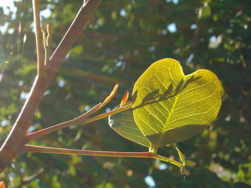 Ceratonia siliqua contro luce