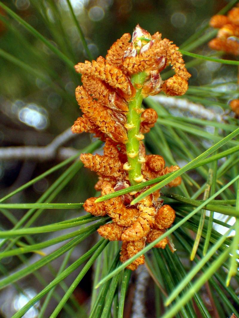 Tabella sperimentale  genere Pinus