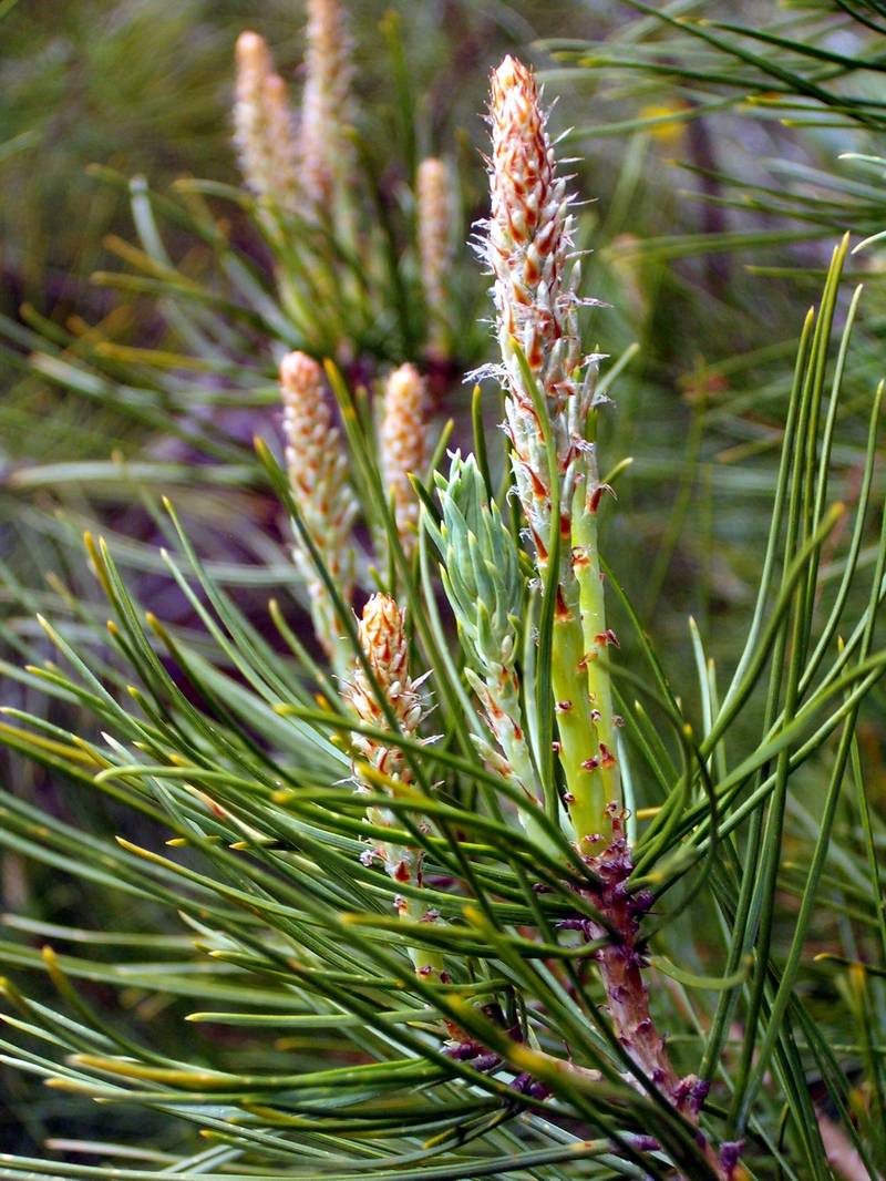 Tabella sperimentale  genere Pinus