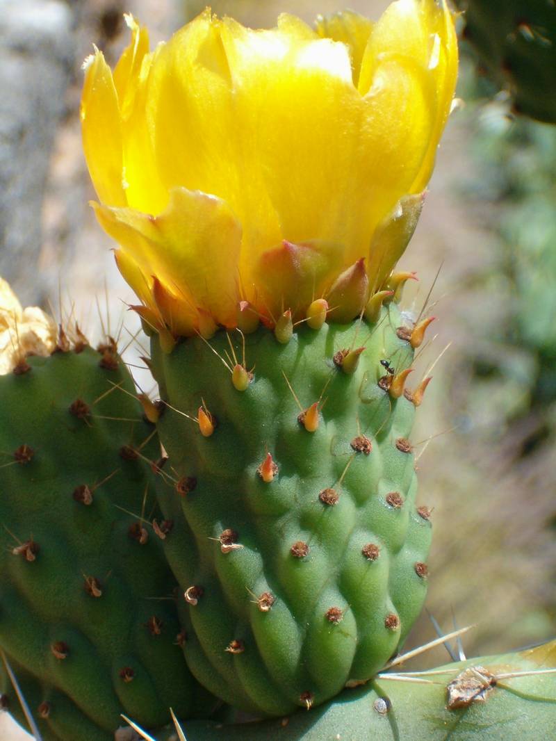 Opuntia ficus-indica / fico d''India