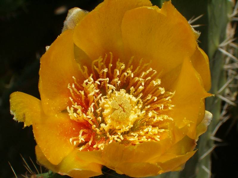 Opuntia ficus-indica / fico d''India