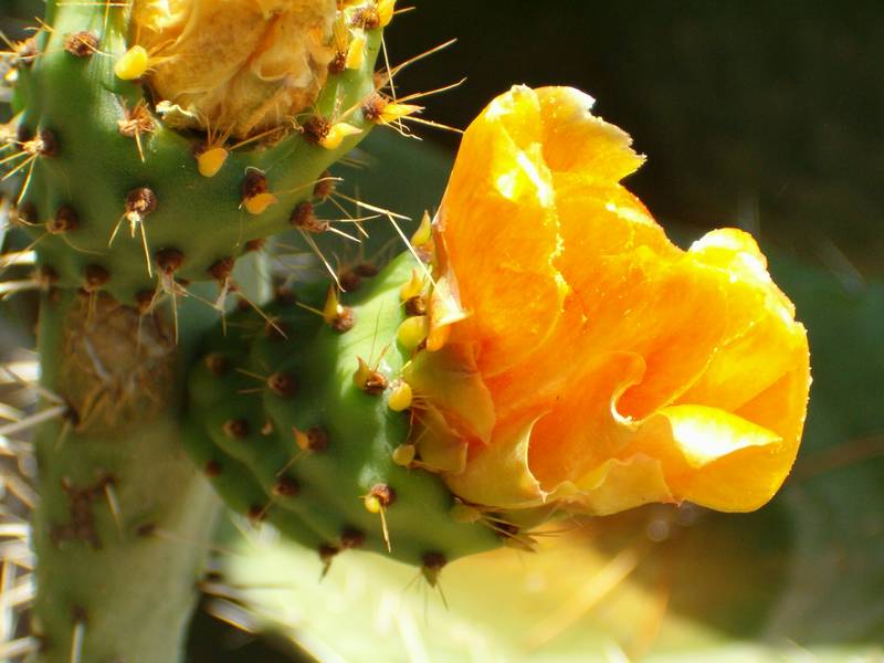 Opuntia ficus-indica / fico d''India