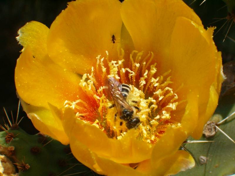 Opuntia ficus-indica / fico d''India