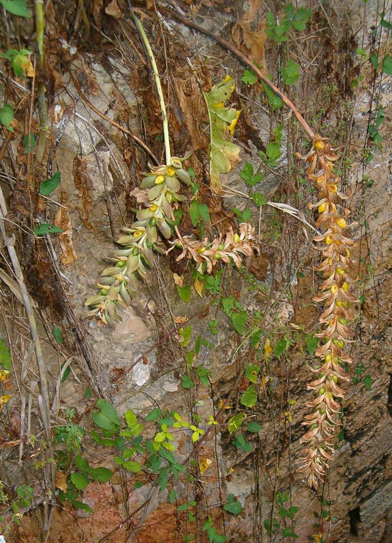 Acanthus mollis / Acanto comune, Branca orsina