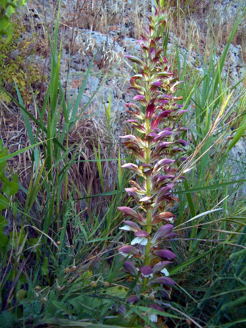 Acanthus mollis / Acanto comune, Branca orsina