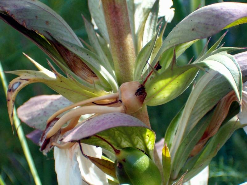 Acanthus mollis / Acanto comune, Branca orsina