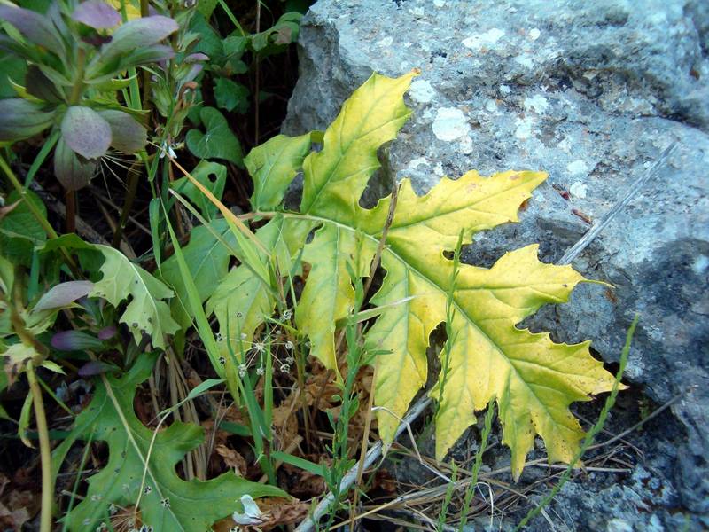 Acanthus mollis / Acanto comune, Branca orsina