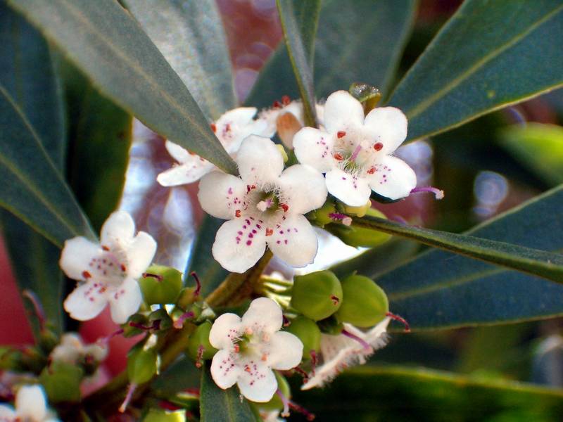 Myoporum tenuifolium e altre...