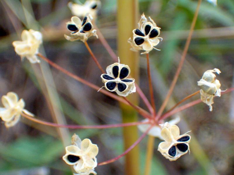 Myoporum tenuifolium e altre...