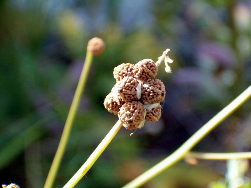 Myoporum tenuifolium e altre...