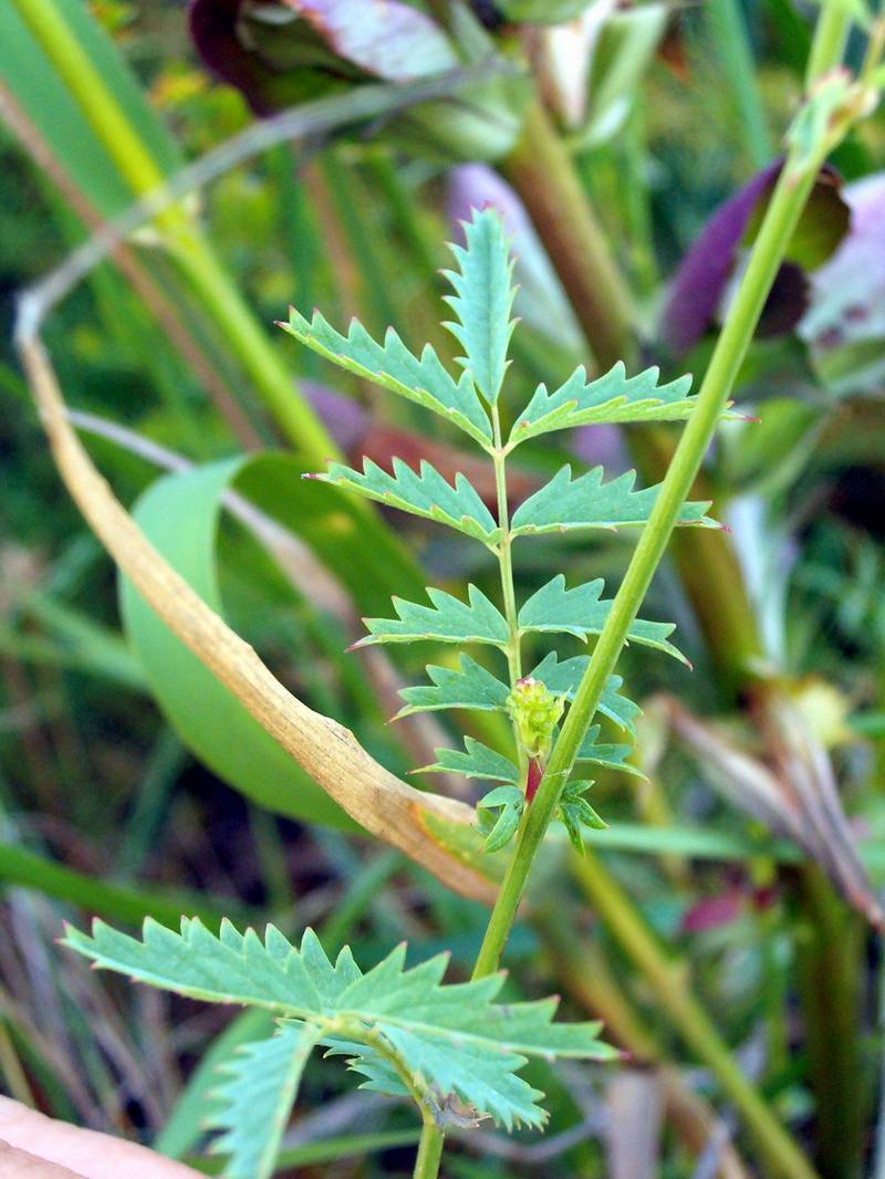 Myoporum tenuifolium e altre...