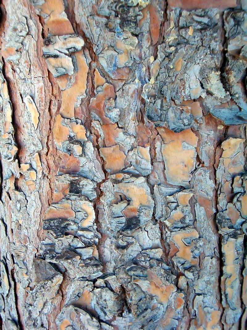 Tabella sperimentale  genere Pinus