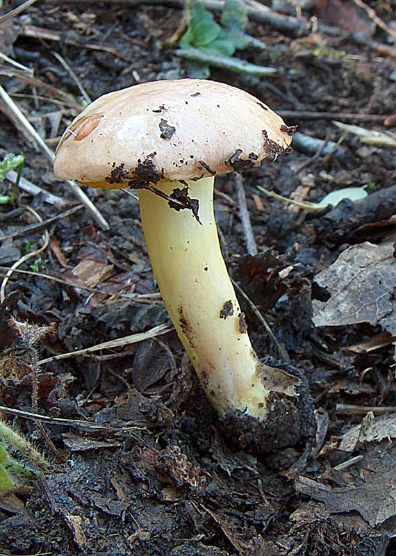 Funghi poco comuni:-  Aureoboletus gentilis