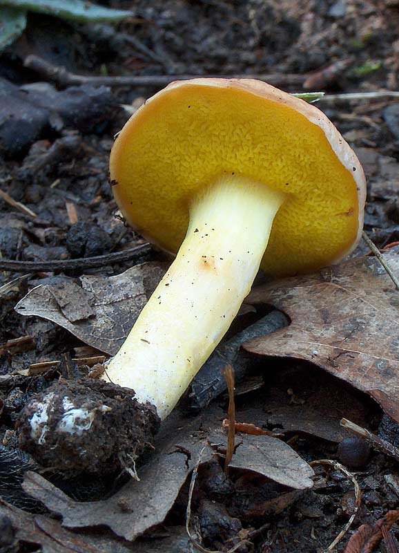 Funghi poco comuni:-  Aureoboletus gentilis