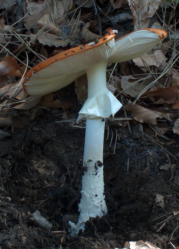 Amanita Muscaria Var aureola o......