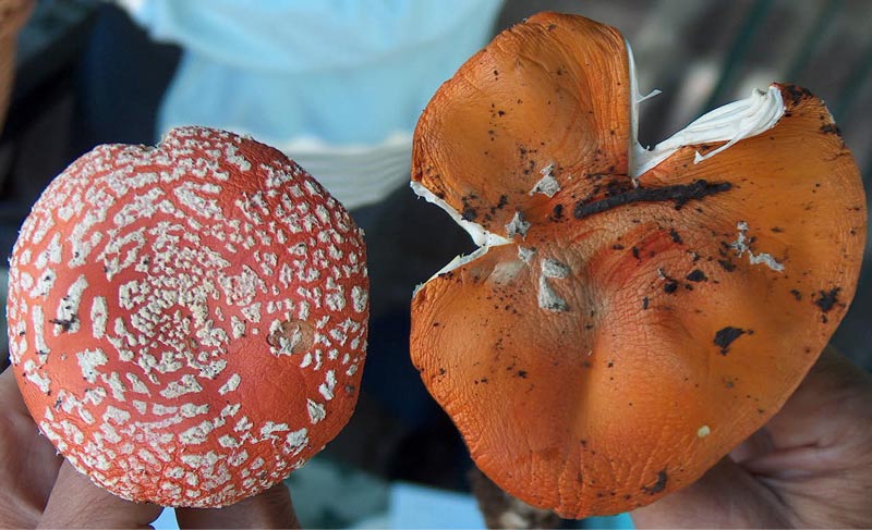 Amanita Muscaria Var aureola o......