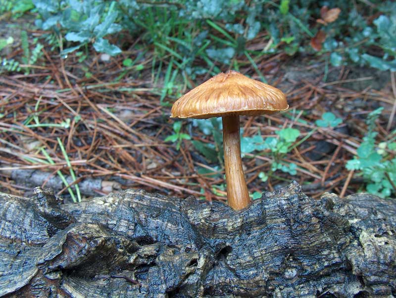 Pluteus cervinus