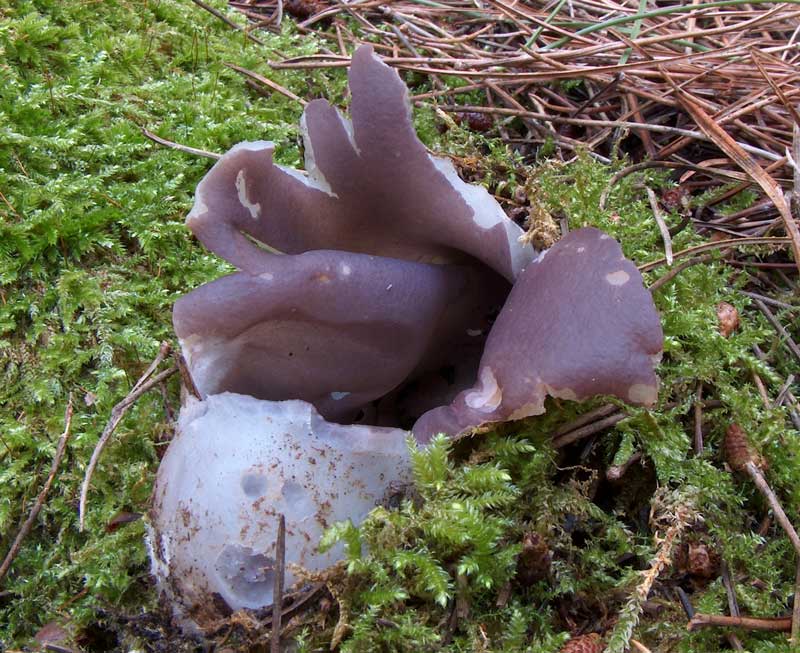 Sarcosphaera coronaria