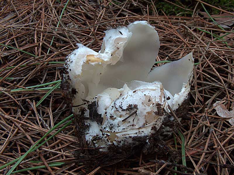 Sarcosphaera coronaria