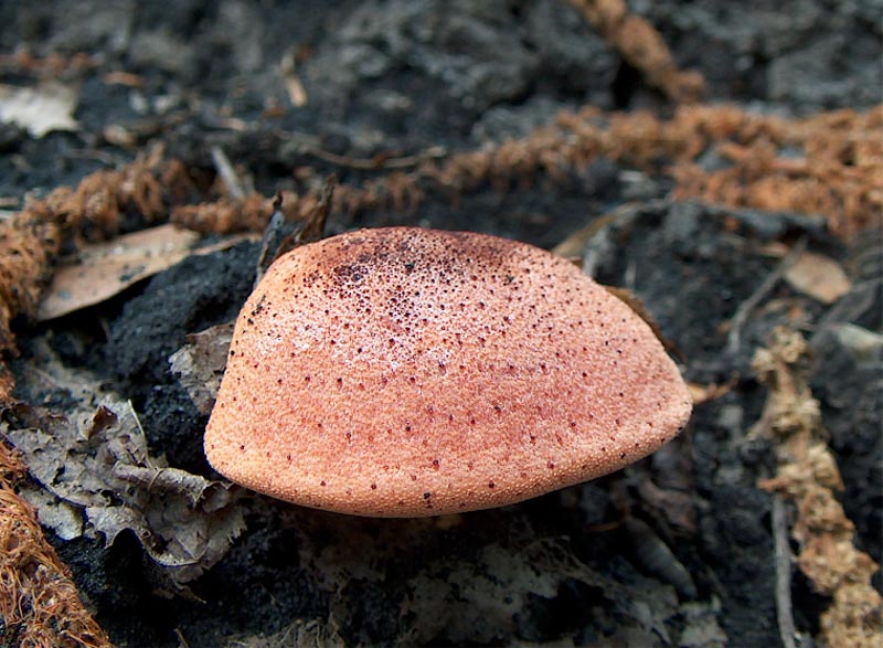 Fistulina hepatica . Alcune immagini.