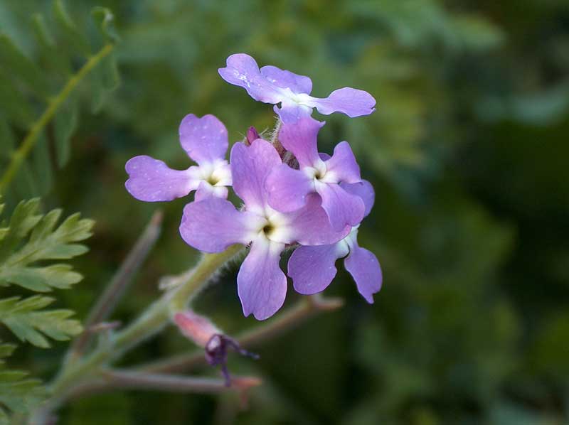 Matthiola sinuata / Violaciocca sinuata