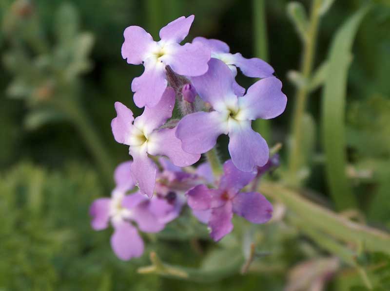 Matthiola sinuata / Violaciocca sinuata