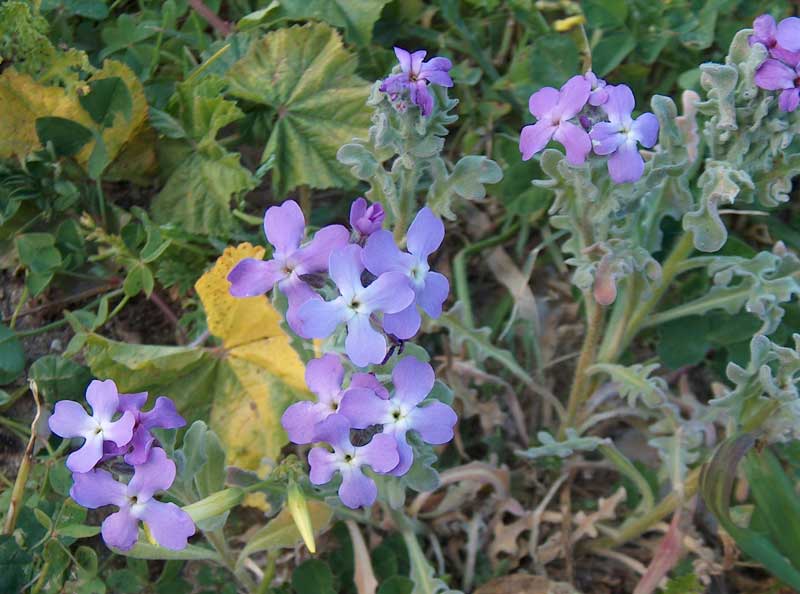 Matthiola sinuata / Violaciocca sinuata