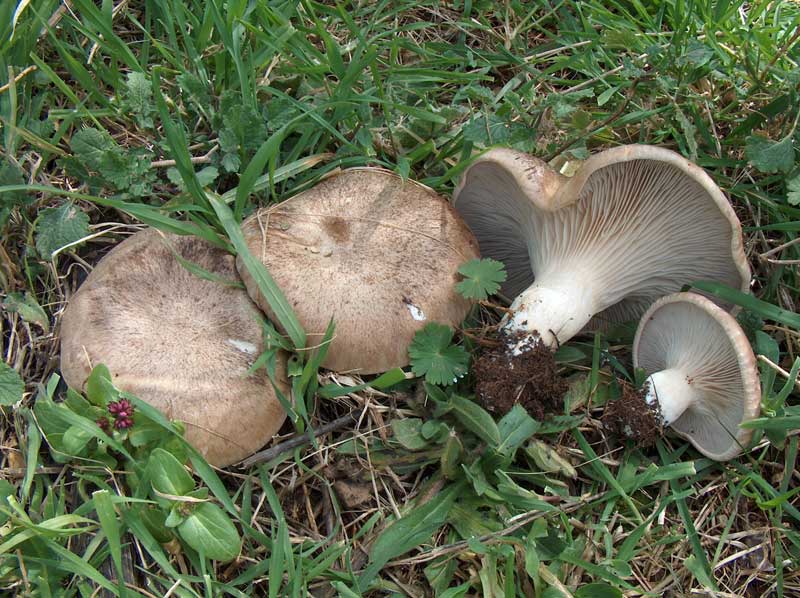 I funghi di S.Giuseppe (Pleurotus eryngii).