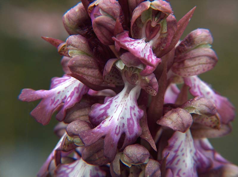 Barlia robertiana