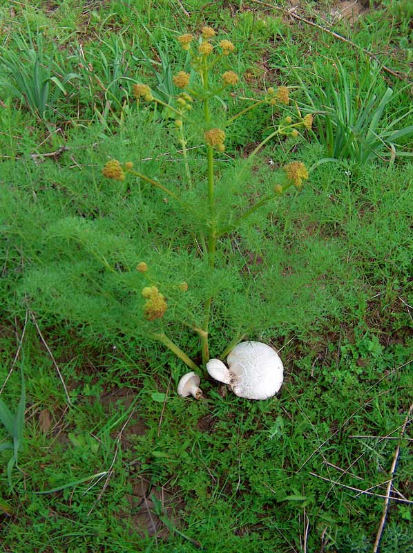 l''oro delle Madonie: P. nebrodensis (u funciu ri basiliscu)