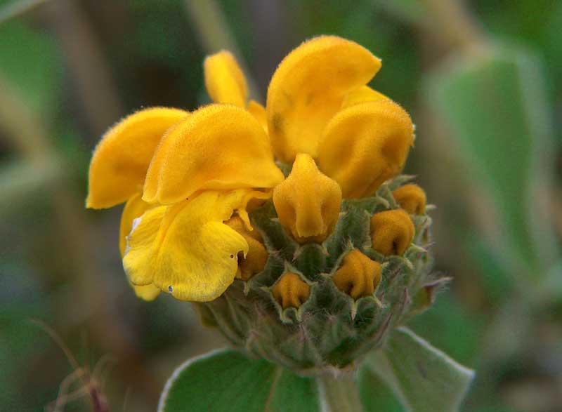 Phlomis fruticosa - Salvia di Gerusalemme.