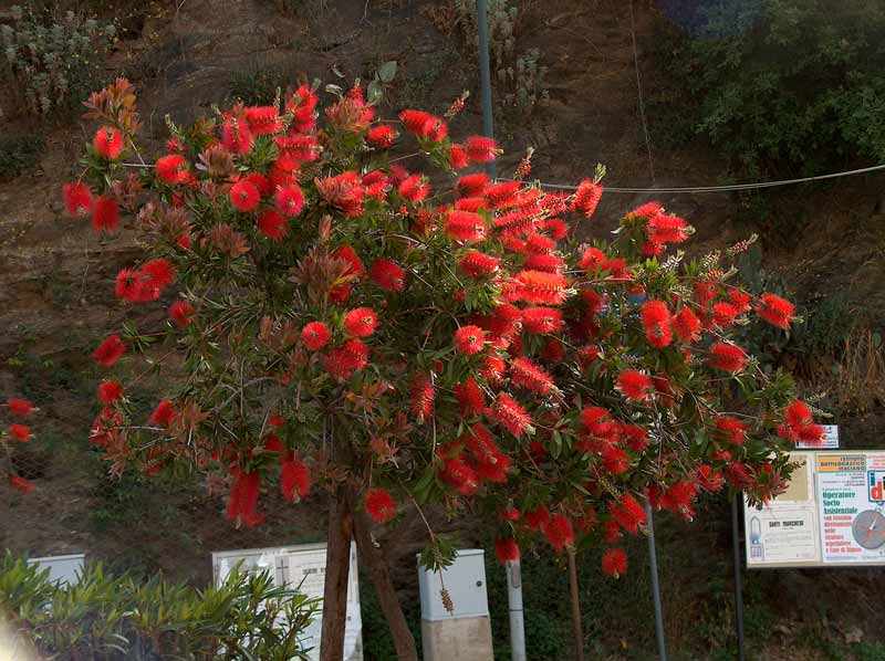 Delonix regia / Albero del Cairo