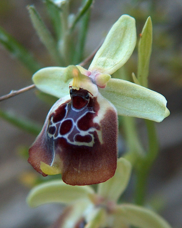 Ophrys oxyrrhynchos