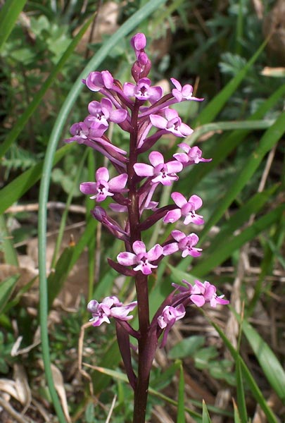 orchis brancifortii