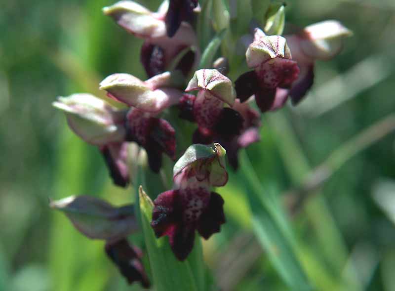 Orchis coriophora subsp.fragrans