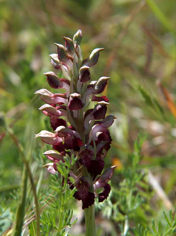 Orchis coriophora subsp.fragrans