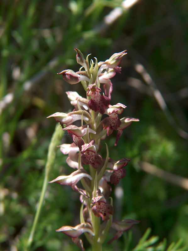 Orchis coriophora subsp.fragrans