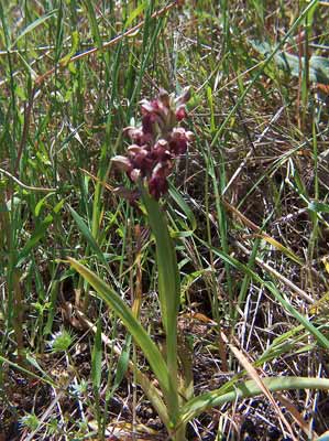 Orchis coriophora subsp.fragrans