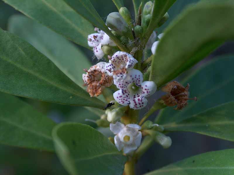 Myoporum tenuifolium e altre...