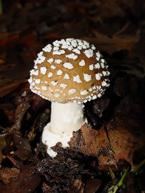 Amanita pantherina