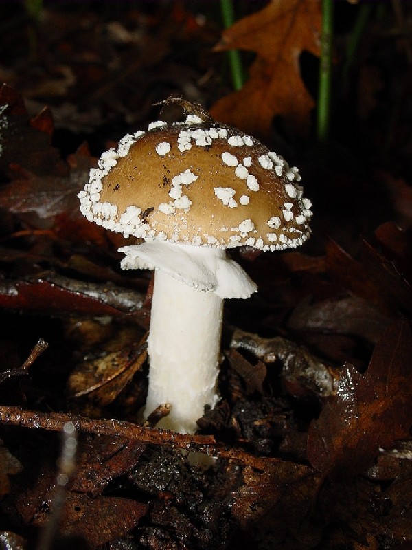 Amanita pantherina