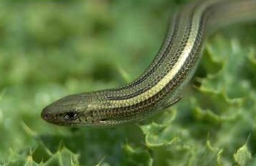 Luscengola - Chalcides chalcides